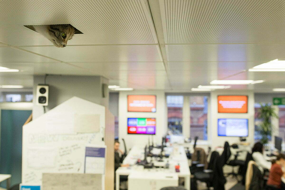 Humour and absurdity stalk the net