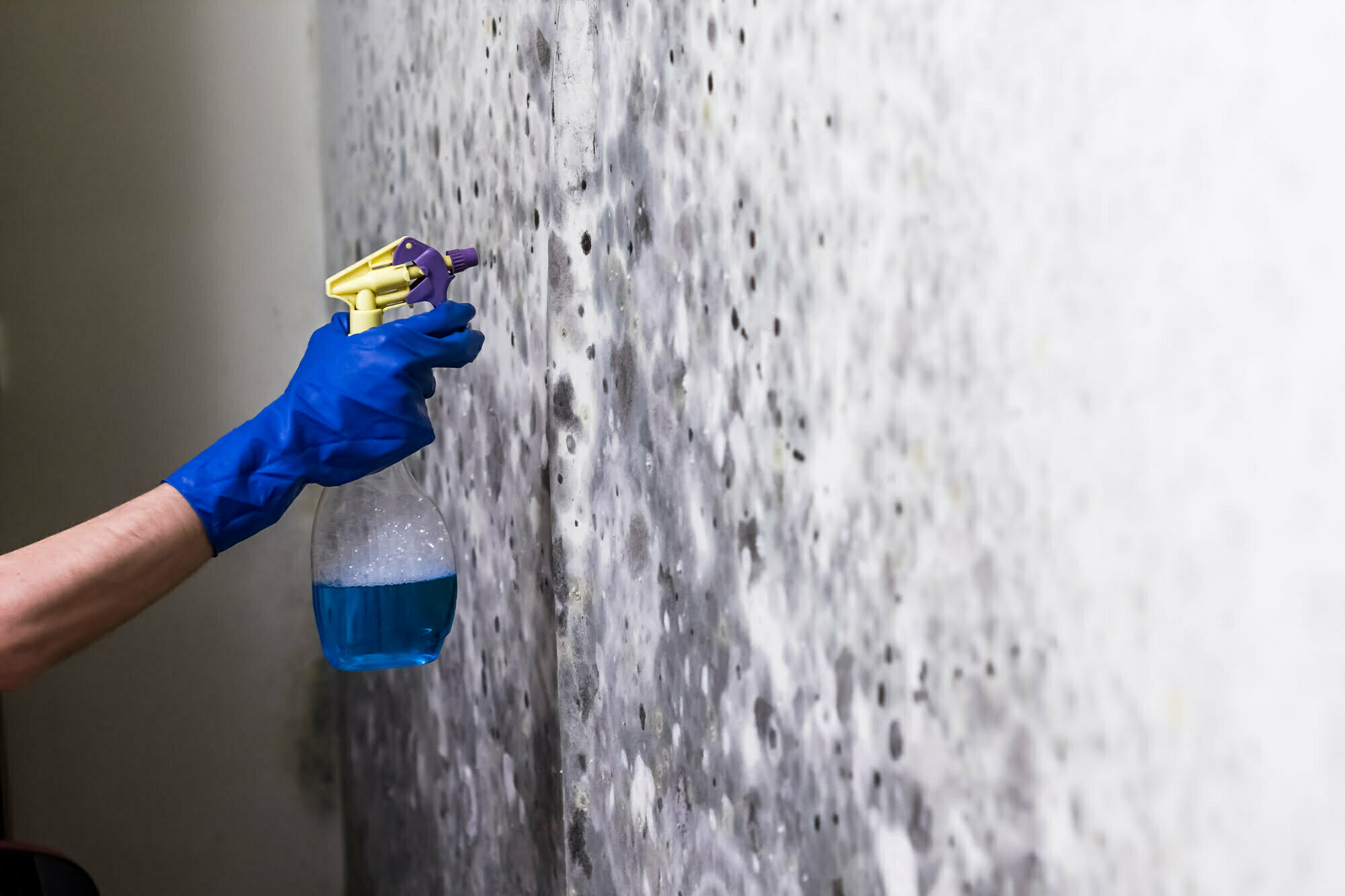 TIPS FOR HIRING A MOLD REMEDIATION CONTRACTOR