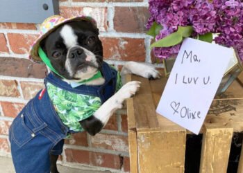 Treat Your Frenchie To The Cutest Crocs For Dogs On Amazon!