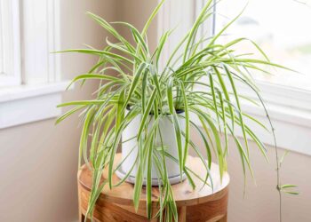 How To Grow Spider Plants – Step by Step Guide