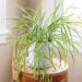 How To Grow Spider Plants – Step by Step Guide