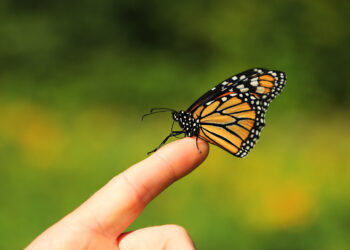 The Symbolic Significance of Monarch Butterflies