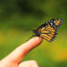 The Symbolic Significance of Monarch Butterflies